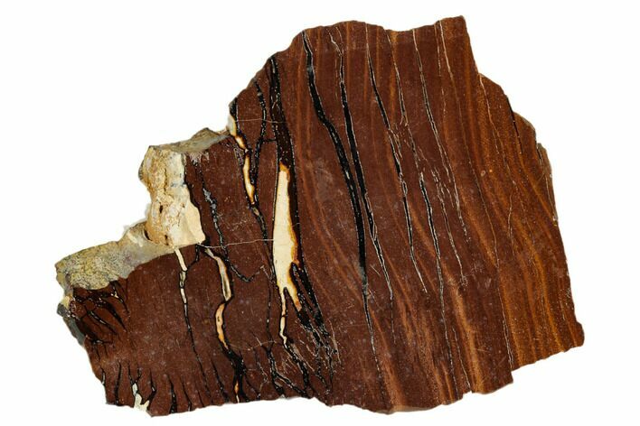 Polished Cretaceous Stromatolite Fossil - Western Australia #180048